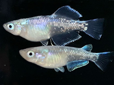 越前めだか、犬鷲めだか、若狭小浜メダカ